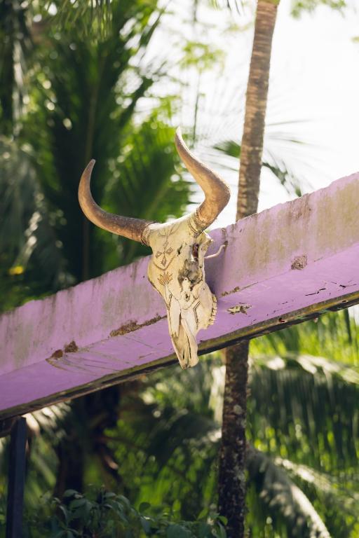 an elephant skull and horns on a purple bench at Santa Toro Inn, private rooms close to the beach in Santa Teresa Beach