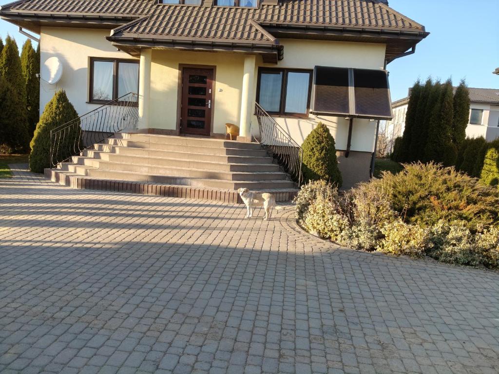 a dog standing in front of a house at Noclegi na winnicy in Dys