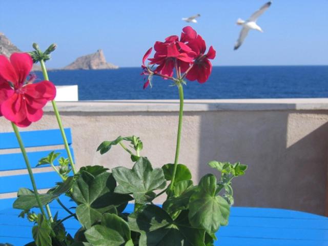 una planta con flores rojas y un pájaro volando sobre el océano en Cortile Via San Simone Marettimo, en Marettimo