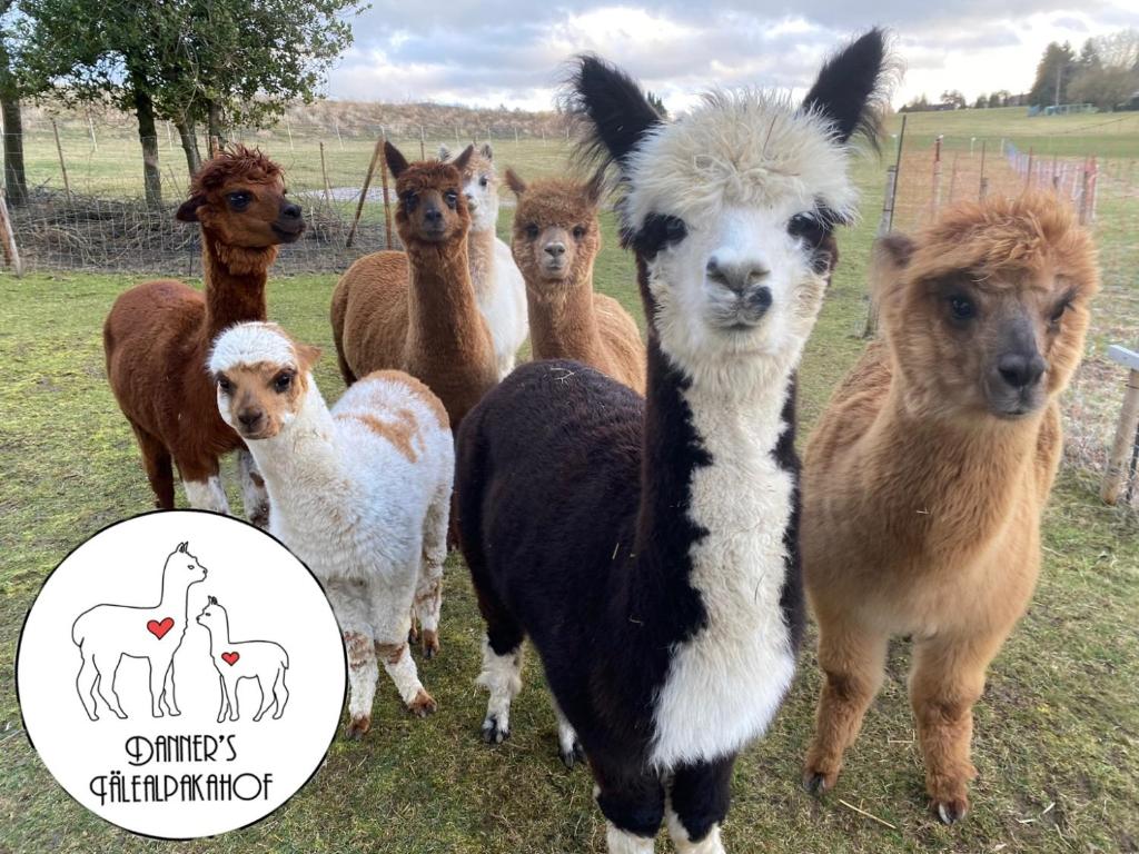 a group of alpacas standing in a field at Tälealpakahof in Alpirsbach