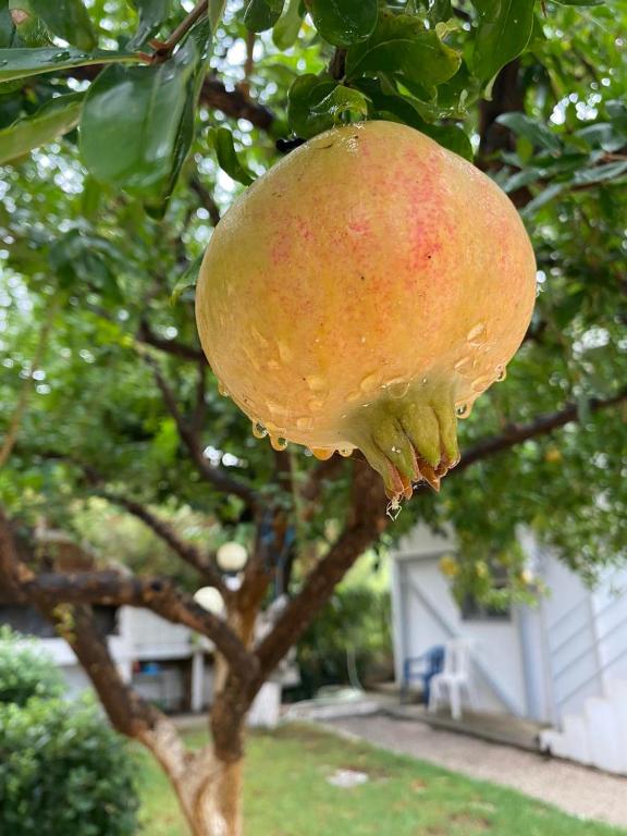 a large pomegranate hanging from a tree at Garden Rooms in Himare