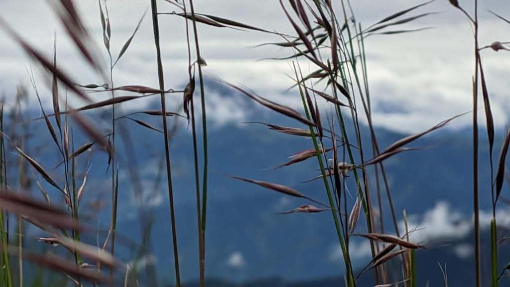 a close up of tall grass in front of a window at The Four Season Pranav Resort - A Lavish Luxury Property in Nainital