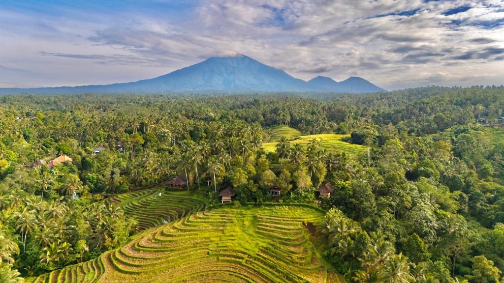 an aerial view of a rice field with a mountain in the background at Clove Tree Hill in Blimbing