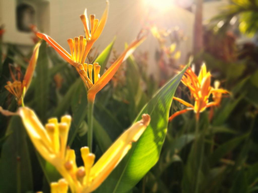 Mhonsa Hotel - Resim 19