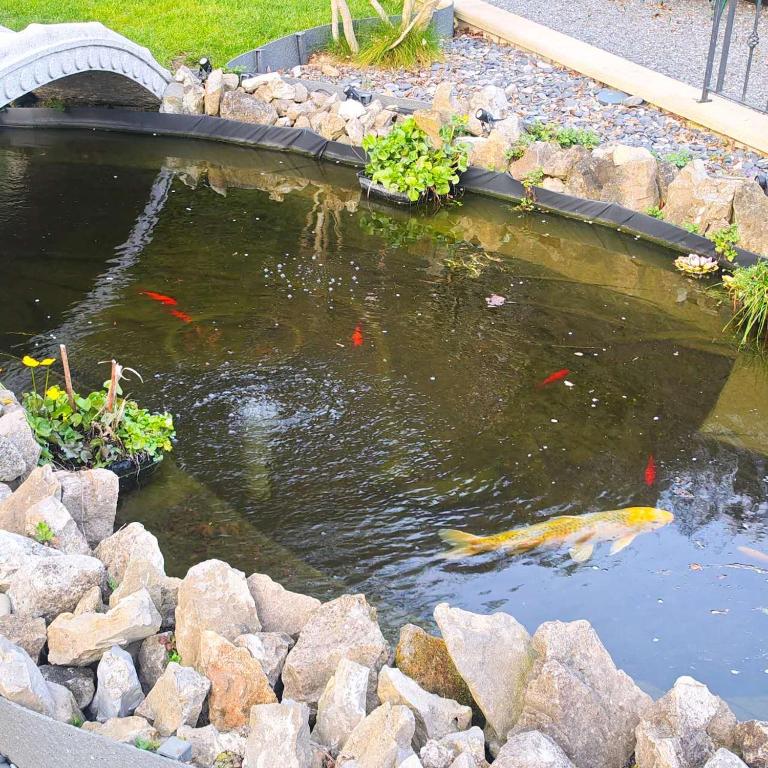 a pond with kites in a garden with rocks at Le onze in Namur