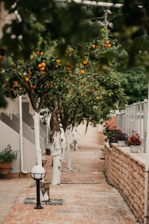 a row of orange trees in a garden at Milto's Studios in Parga