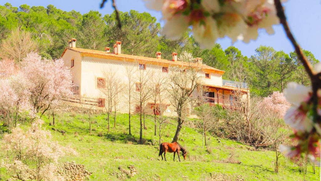 a horse grazing in a field in front of a house at Casa Rural Mirabueno in Cuenca
