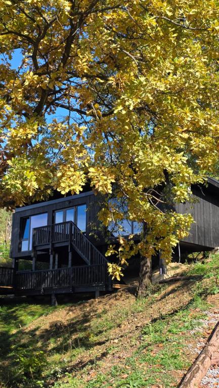 a house with a tree in front of it at Nomad Hill Cabins in Rugineşti