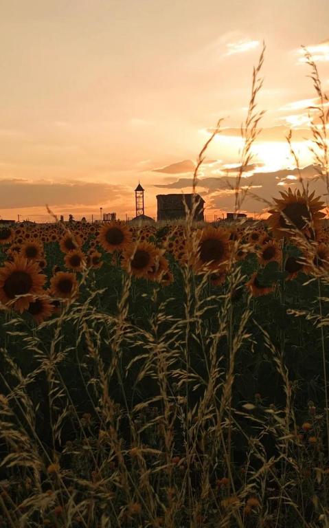 a field of sunflowers with a sunset in the background at Albergue La Perala in Bercianos del Real Camino