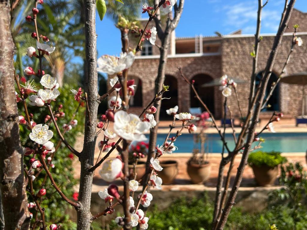 a tree with pink flowers in front of a pool at chambres d'hôtes des 1001 Étoiles Essaouira avec piscine in Essaouira