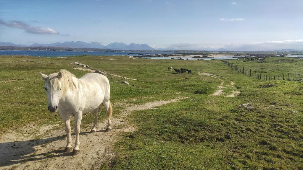 a white horse standing on a dirt road in a field at Little Tara, Ballyconneely in Ballyconneely
