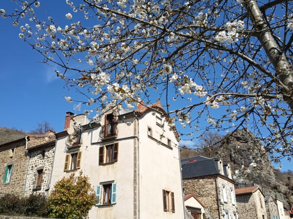 an old building with white flowers on a tree at Gîte la maison de Mika in Saint-Floret