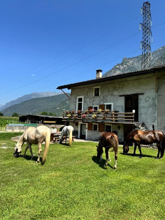 a group of horses grazing in the grass in front of a building at L' Èef Cascina in San Cassiano