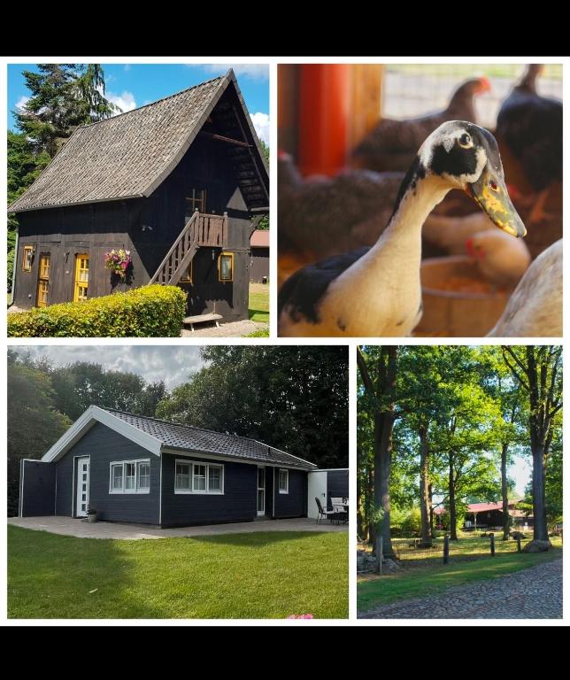 a collage of pictures of a house and a duck at Hof von Felde in Soltau