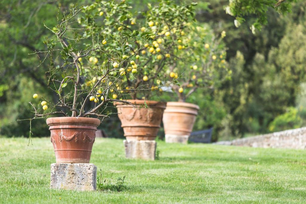 Zahrada ubytování Agriturismo Villa Buoninsegna