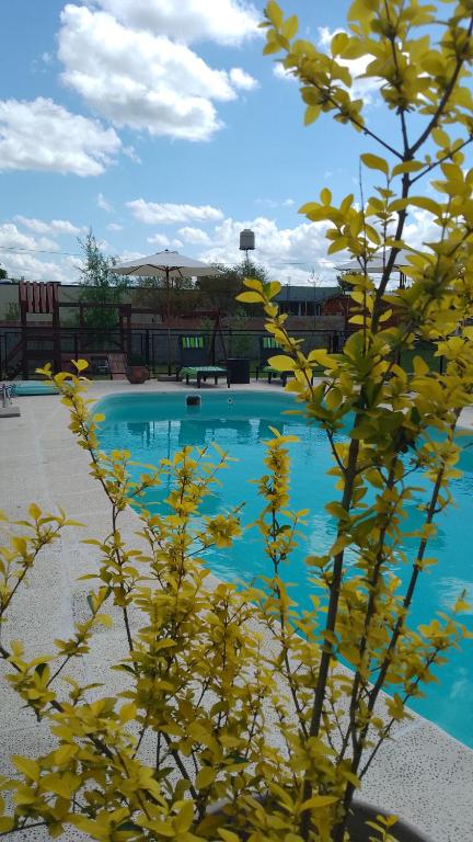a blue swimming pool with a plant in the foreground at Complejo Aura in Colón