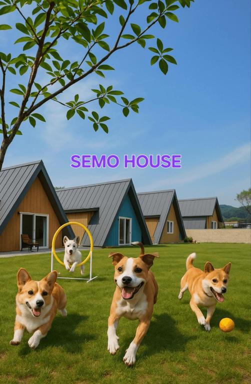 a picture of two dogs and a cat playing frisbee at Danyang Semo House in Danyang