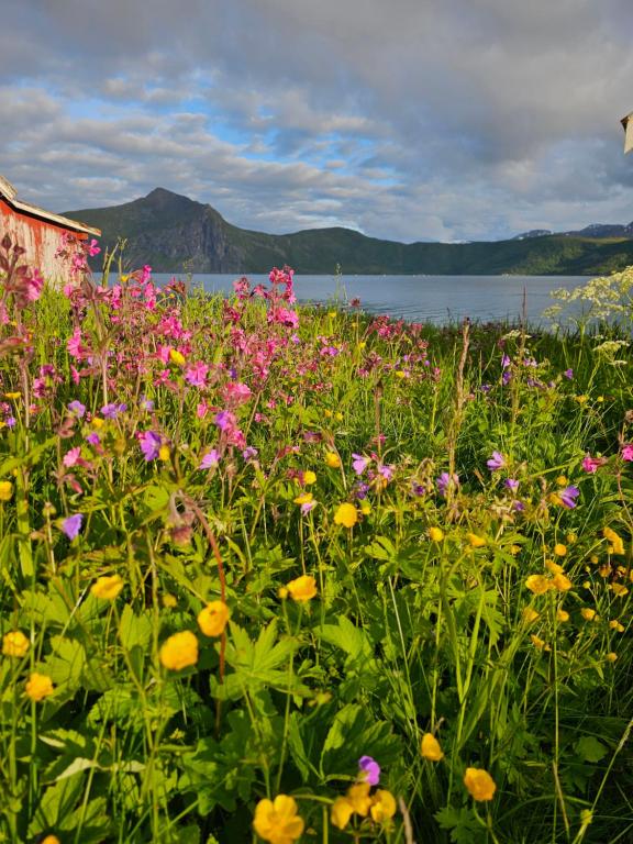 a field of flowers in front of a body of water at Senja Sjøtun House in Senja
