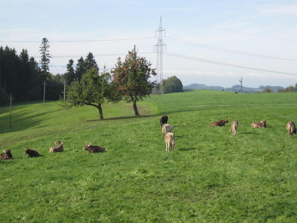 a herd of animals laying in a field at Ferienwohnung Huber in Opfenbach