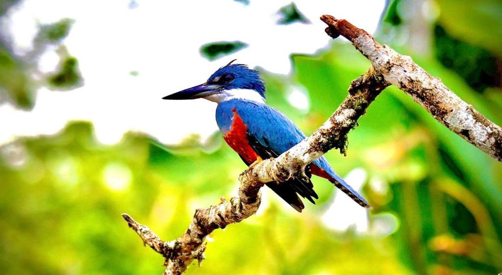 a blue and red bird sitting on a tree branch at Cabañas y Senderos Finca El Triunfo in Los Chiles