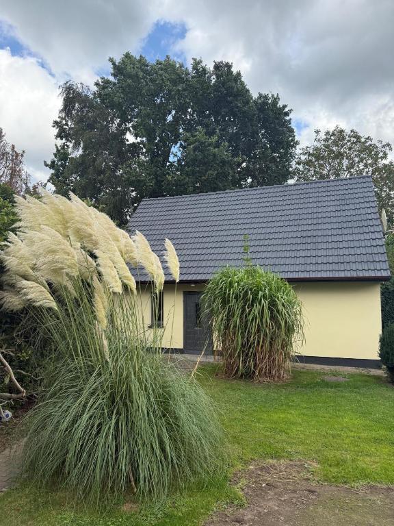 a yellow house with tall grass in front of it at Nordwind Sjut in Warnow