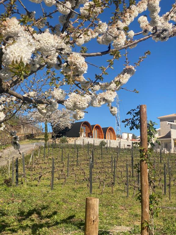 a vineyard withakura trees and a building in the background at Triarca Vinum House in Sabrosa