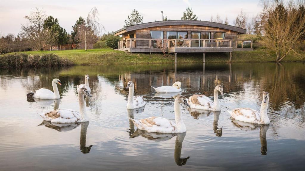 a group of swans in the water in front of a house at Flora in Richmond