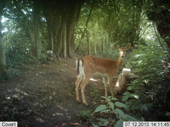 Ironbridge Lodge - Lodge Huntsman
