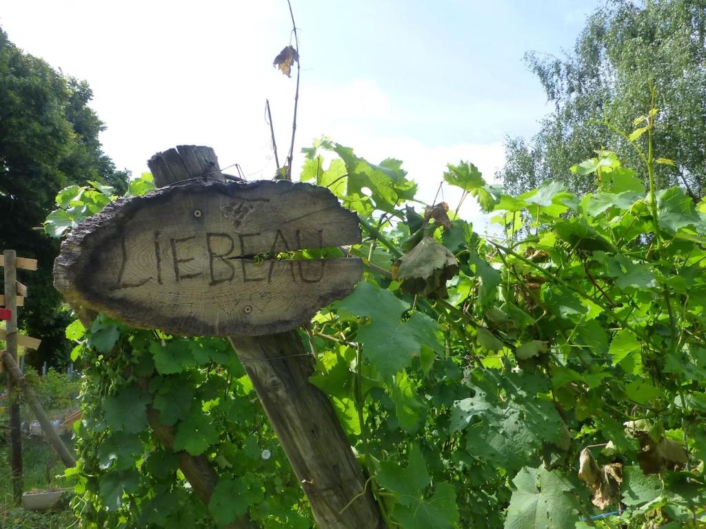 Riesling, parking gratuit et privé – photo 27