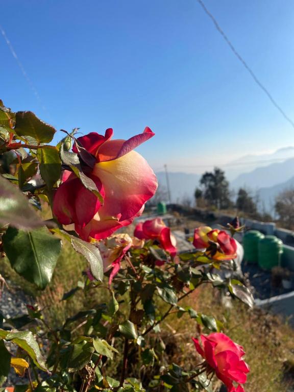 a rose bush with red and yellow flowers on a hill at Stone Rose Vista in Kanatal