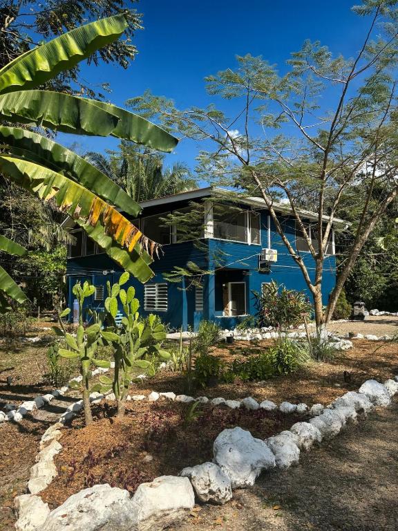 a blue house with a banana tree in front of it at The Gathering Place in Spanish Lookout