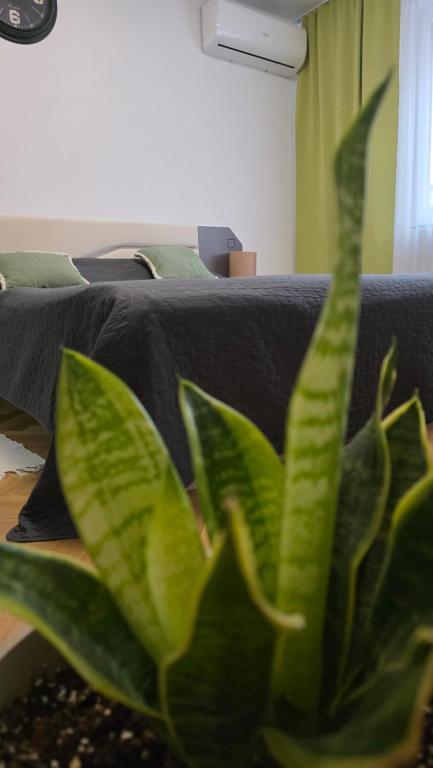 a green plant sitting in front of a bed at Ego Residence Alba Iulia in Alba Iulia