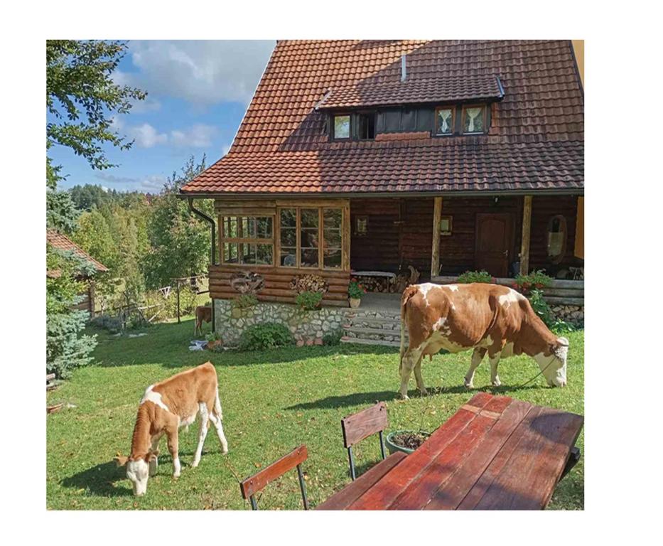 two cows grazing in the grass in front of a house at Mountain house in Mala Reka