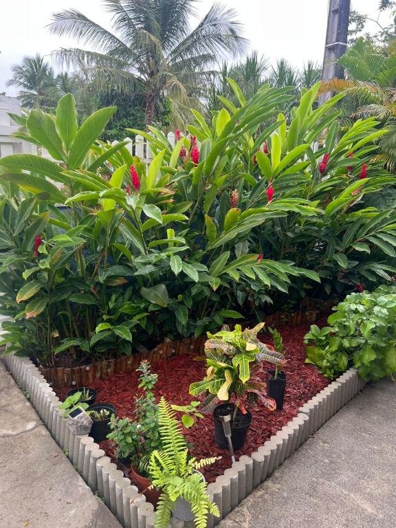 a garden of plants and flowers in a garden at SOLEY City Break 13 in Les Abymes