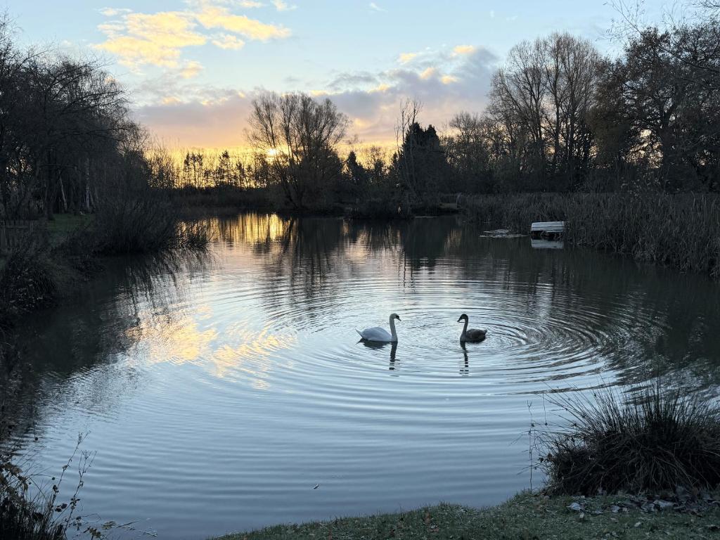 two swans swimming in a pond at sunset at Fleece Lodge in Bledington