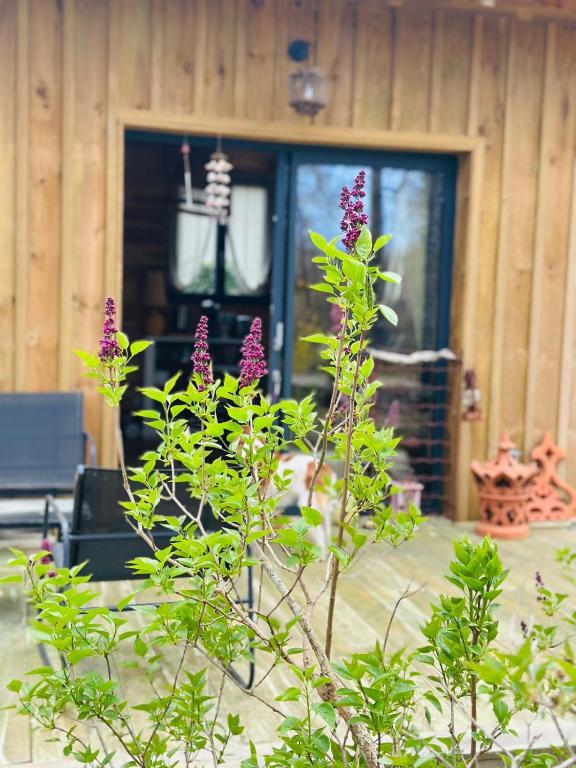a plant with purple flowers in front of a building at cab Anne in Léon