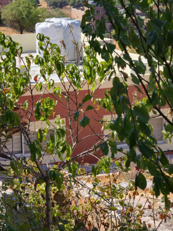 a tree with green leaves in front of a building at بيت اطلالة الوادي in Ajloun