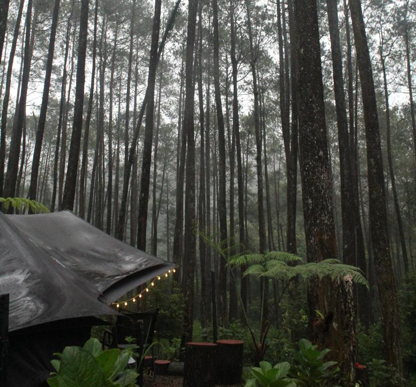 a tent in the middle of a forest with trees at Lembah Pinus Cikole in Tangkubanperahu