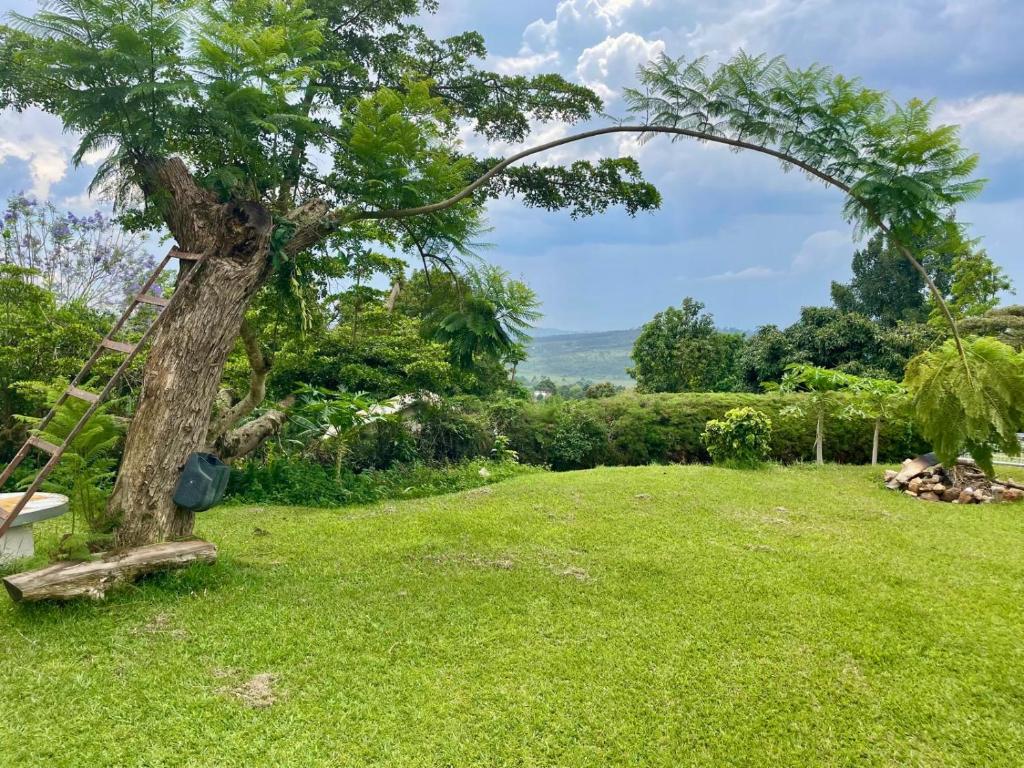 a ladder leaning against a tree in a yard at Masaka Backpackers, Tourists Cottage & Campsite in Masaka