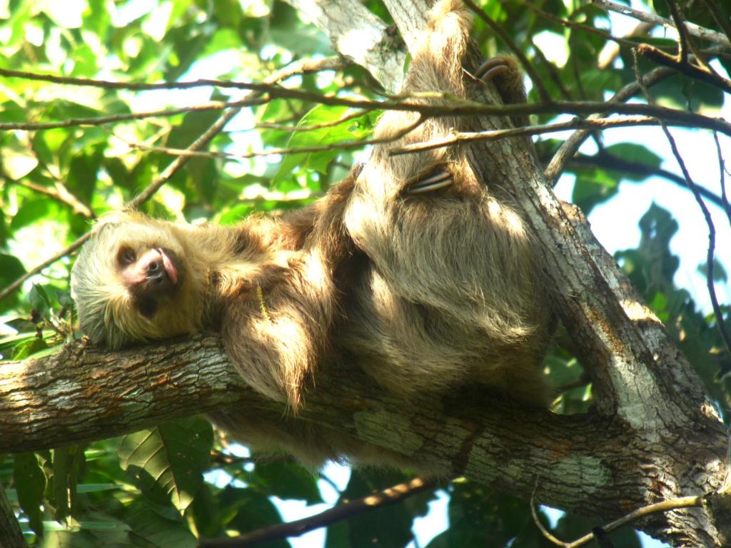 Animales en el hotel o alrededores