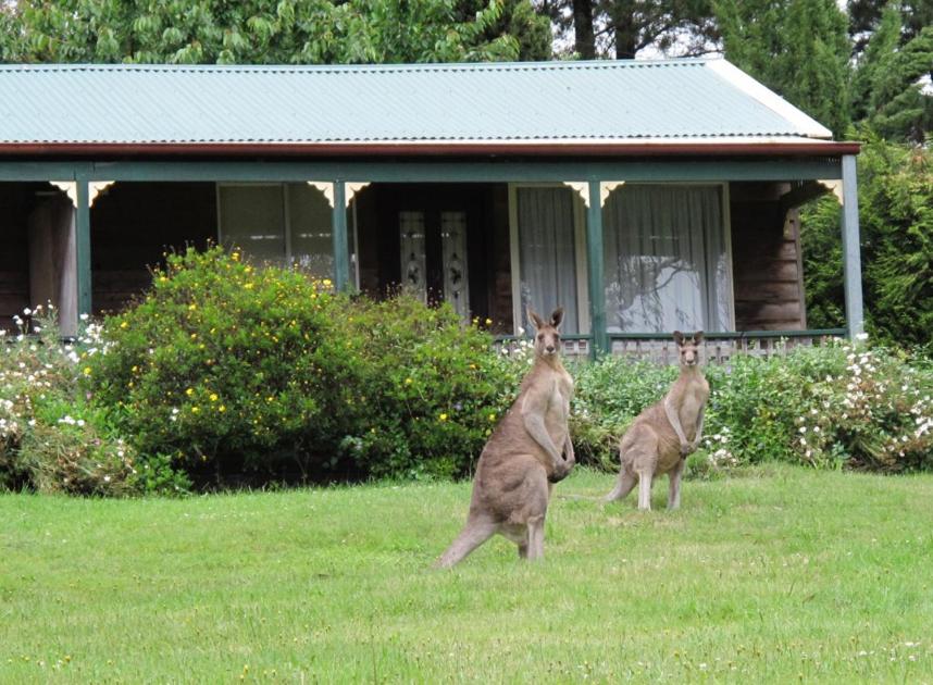 two kangaroos standing in the grass in front of a house at Cedar Lodge Cabins in Mount Victoria