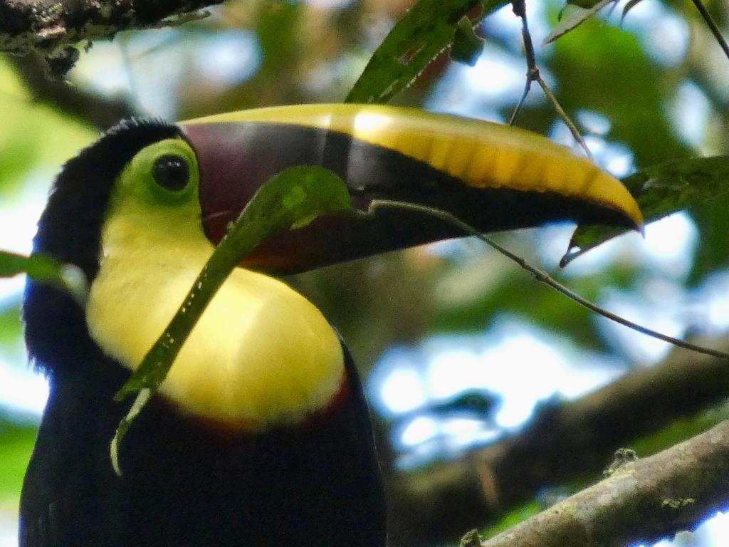 a bird with a yellow and black beak on a tree at Sabalo Lodge Tours and Cabins in Sierpe