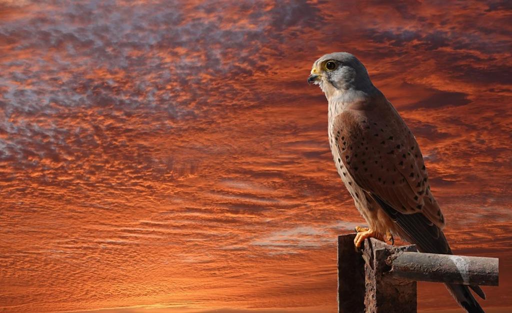 a bird sitting on top of a wooden post at Le tout confort face à la mer in Sidi Ifni