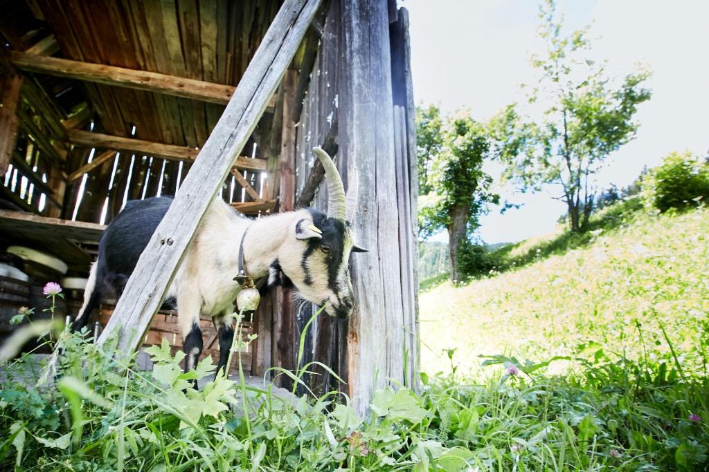 Zahrada ubytování Berggasthof Trattes