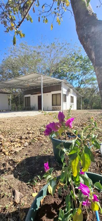 a house with purple flowers in front of it at House of Dreams in Nicoya