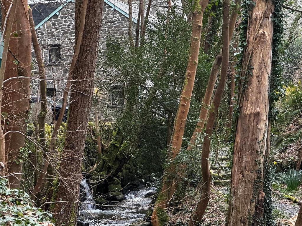 a stream in the middle of a forest with trees at Millers Loft in Llanrwst