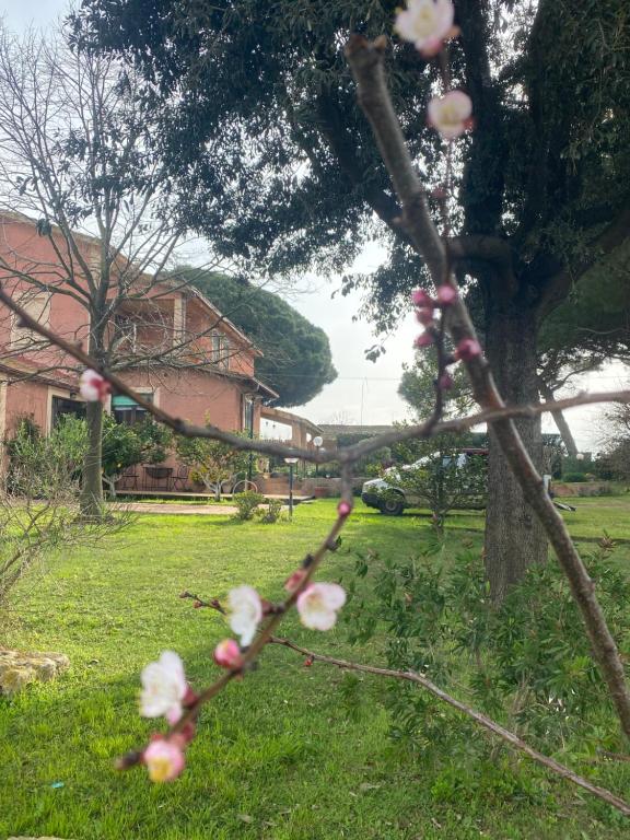 a branch of a tree with pink flowers on it at Casa Diana in Tarquinia