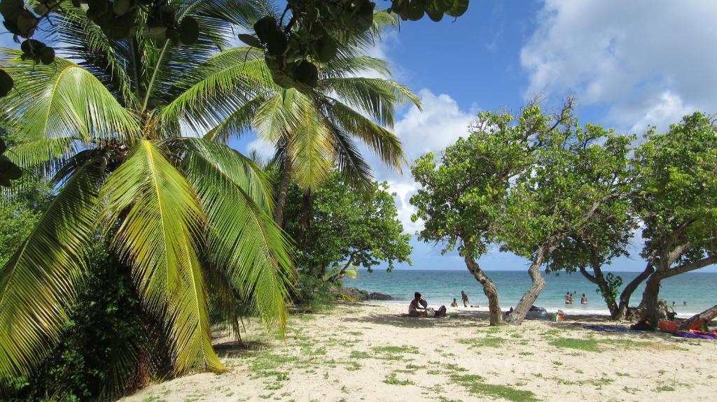people on a beach with palm trees and the ocean at Appartement spacieux étage maison avec jardin à Ste Anne in Sainte-Anne