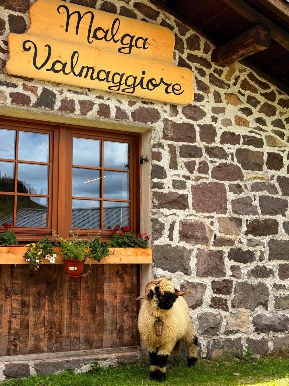 a sheep standing in front of a building at Malga Valmaggiore in Bellamonte