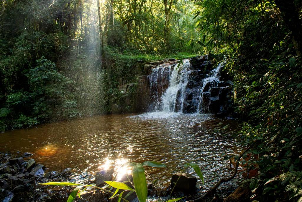 Selva Madre misionera- Refugio de la Geometria Sagrada
